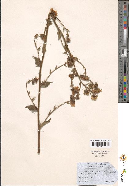 spécimen de Hieracium sp.