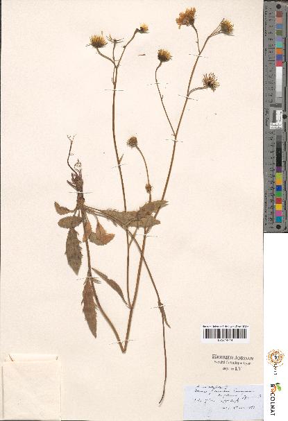 spécimen de Hieracium sp.