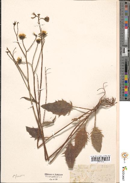 spécimen de Hieracium sp.