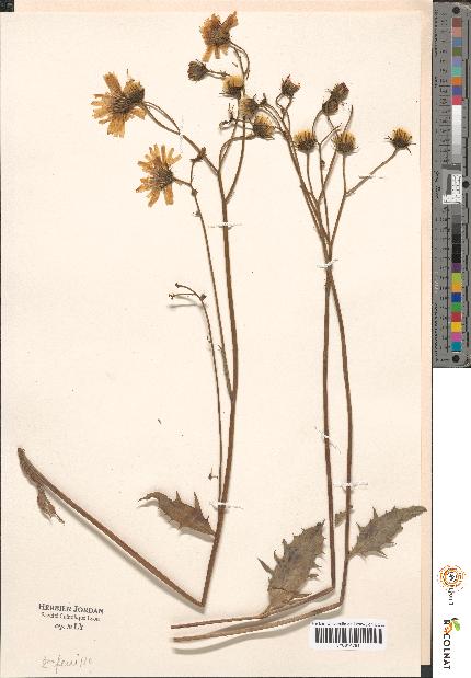 spécimen de Hieracium sp.