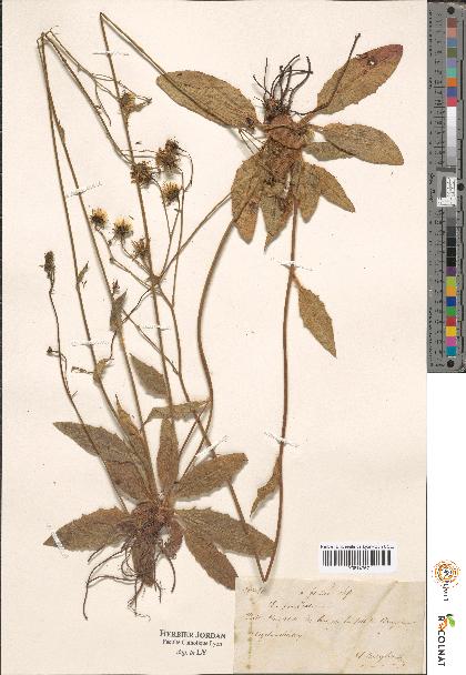 spécimen de Hieracium sp.