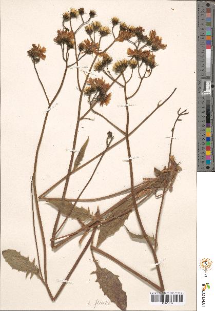 spécimen de Hieracium sp.