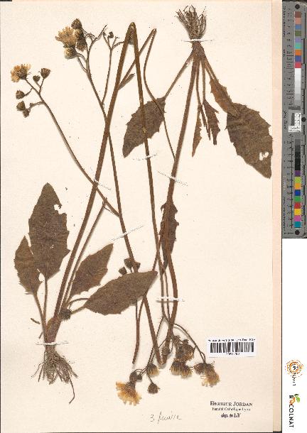 spécimen de Hieracium sp.