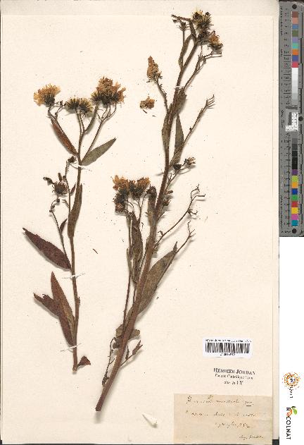 spécimen de Hieracium sp.