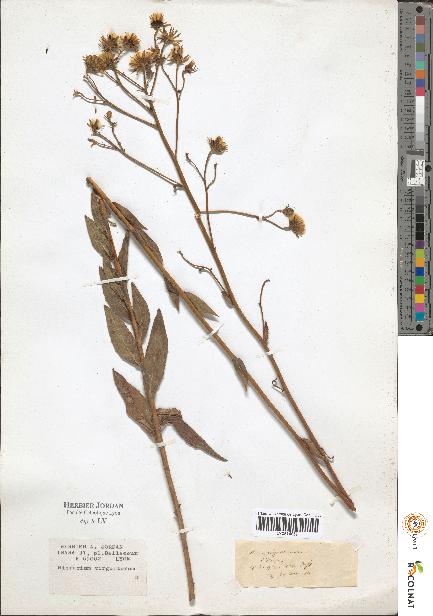 spécimen de Hieracium sp.