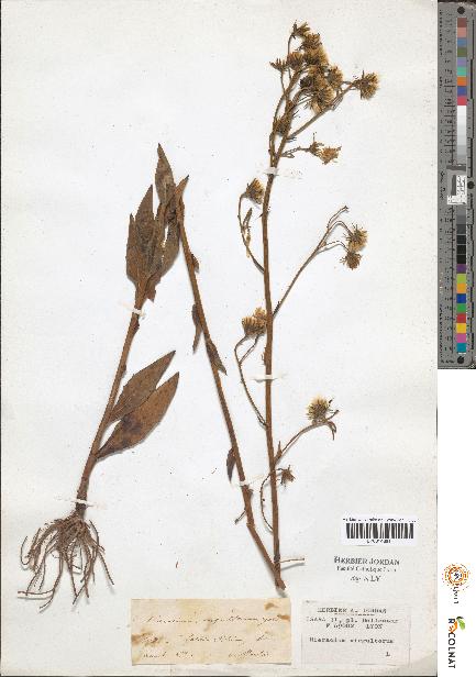 spécimen de Hieracium sp.