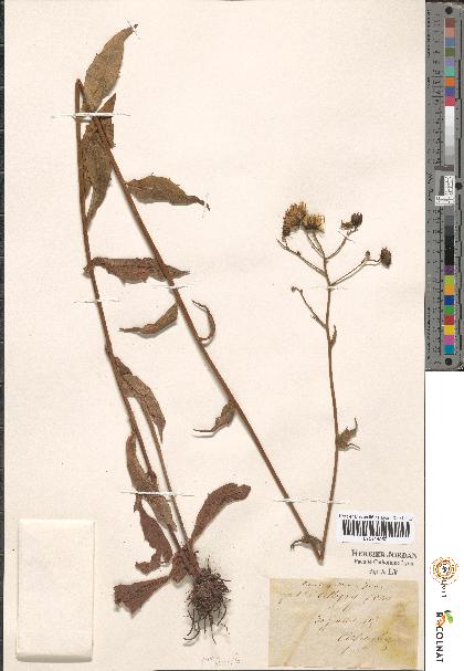 spécimen de Hieracium sp.