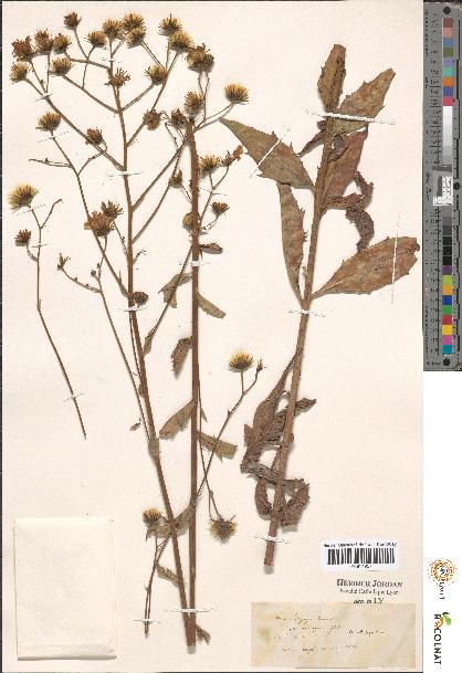 spécimen de Hieracium sp.