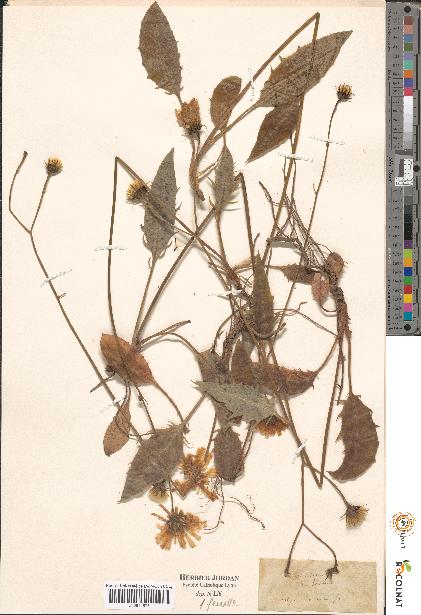 spécimen de Hieracium sp.