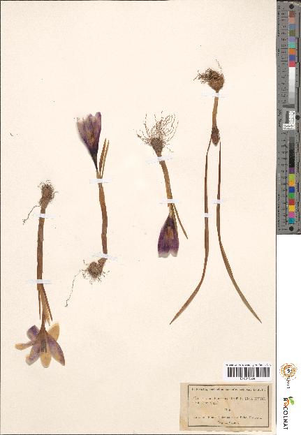 spécimen de Crocus sp.