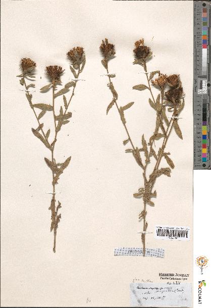 spécimen de Centaurea sp.