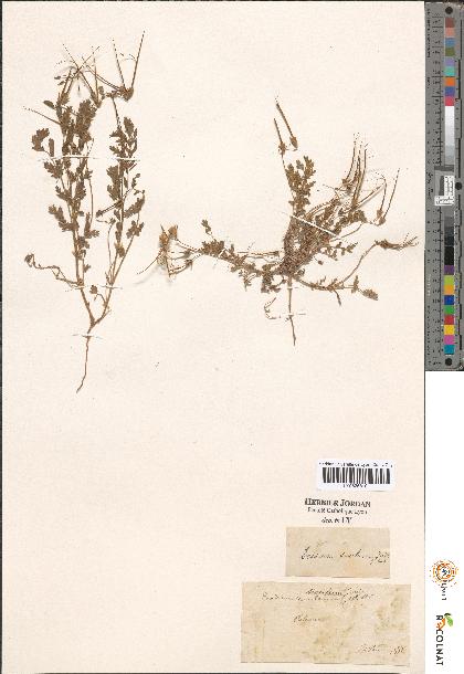 spécimen de Erodium sp.