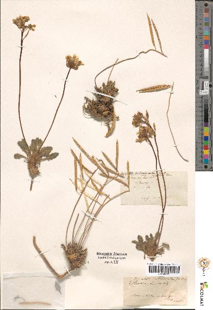 spécimen de Diplotaxis sp.