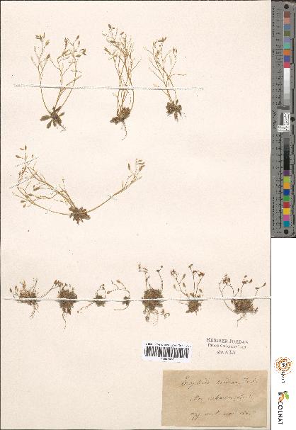 spécimen de Erophila sp.