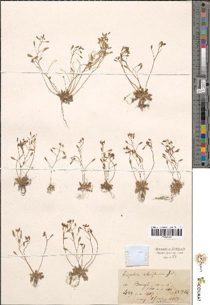 spécimen de Erophila sp.