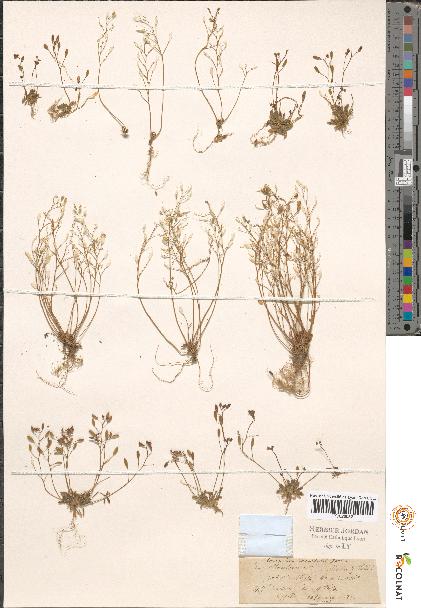 spécimen de Erophila sp.