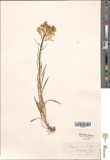 spécimen de Erysimum sp.