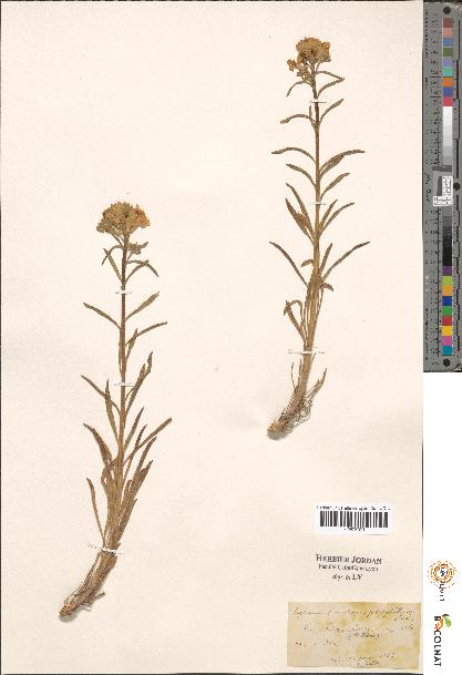 spécimen de Erysimum sp.