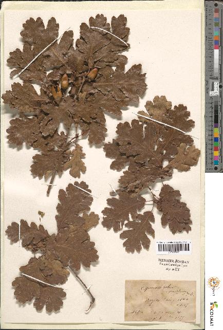 spécimen de Quercus sp.