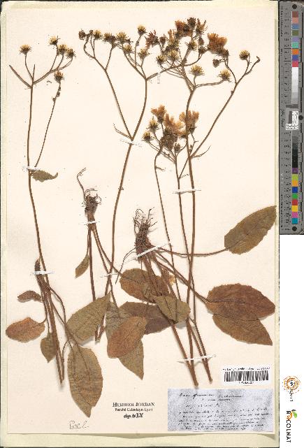 spécimen de Hieracium sp.