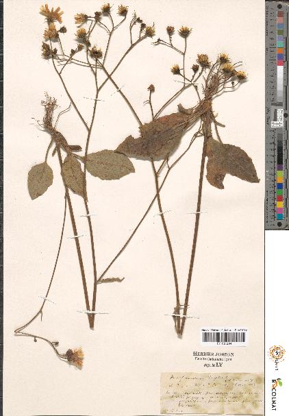 spécimen de Hieracium sp.