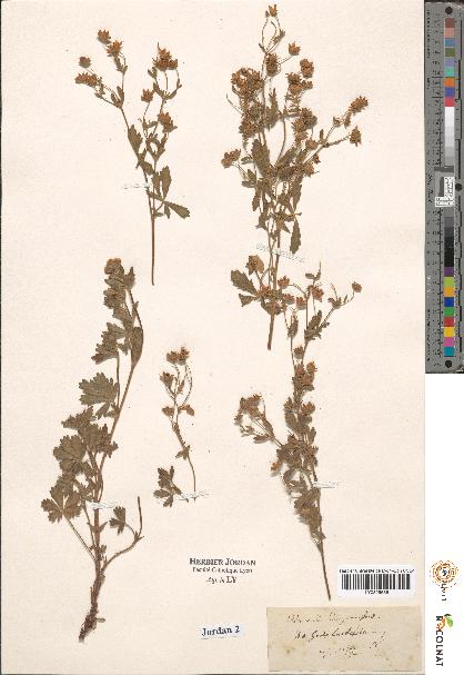 spécimen de Potentilla sp.