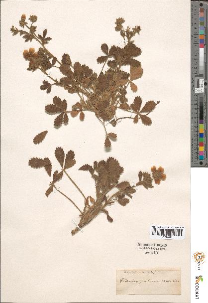 spécimen de Potentilla sp.