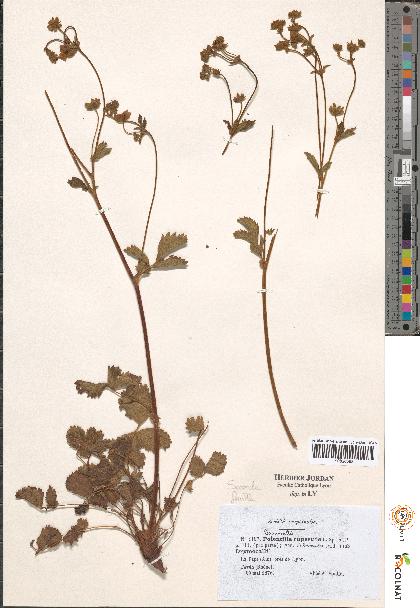 spécimen de Potentilla sp.