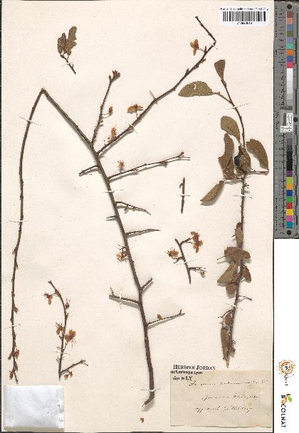 spécimen de Prunus sp.