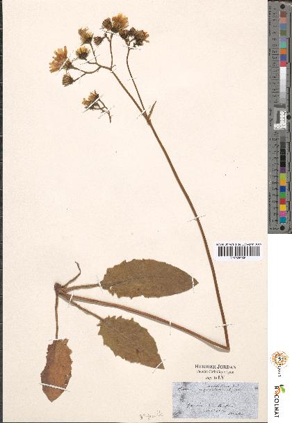 spécimen de Hieracium sp.