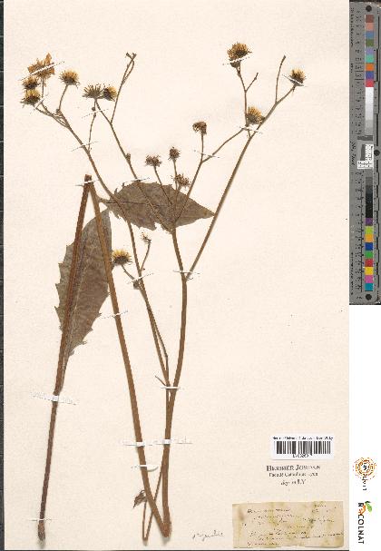 spécimen de Hieracium sp.