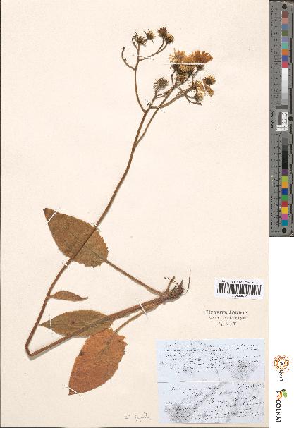 spécimen de Hieracium sp.