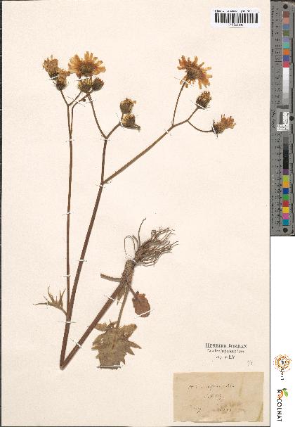 spécimen de Hieracium sp.