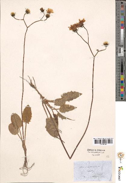 spécimen de Hieracium sp.