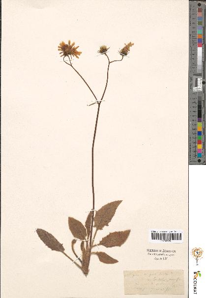 spécimen de Hieracium sp.