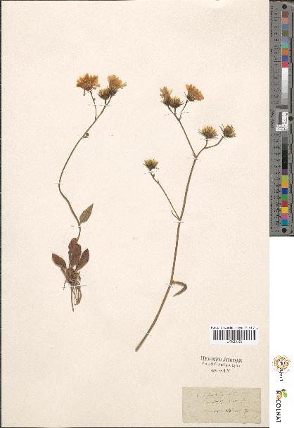 spécimen de Hieracium sp.