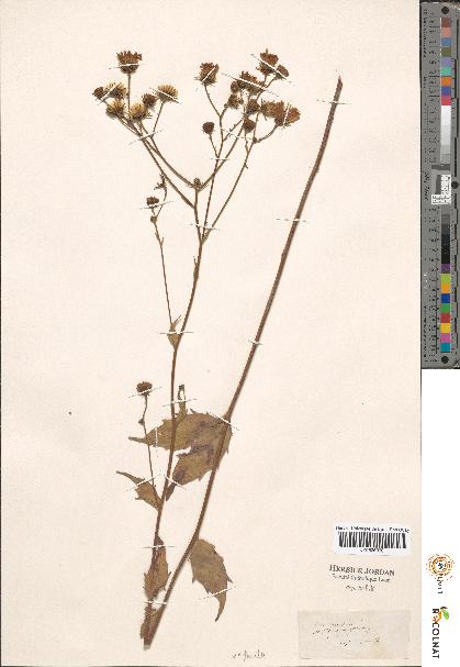 spécimen de Hieracium sp.