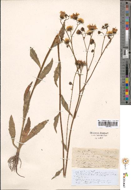 spécimen de Hieracium sp.