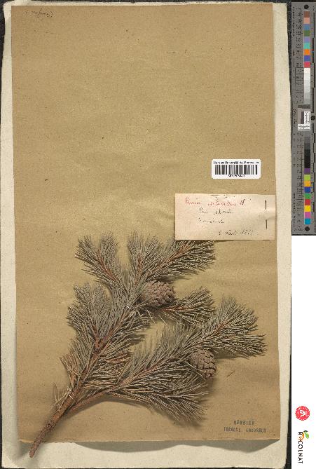 spécimen de Pinus sylvestris