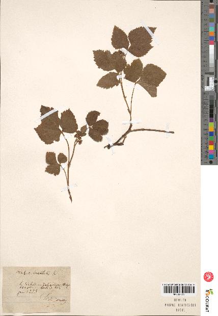 spécimen de Rubus saxatilis