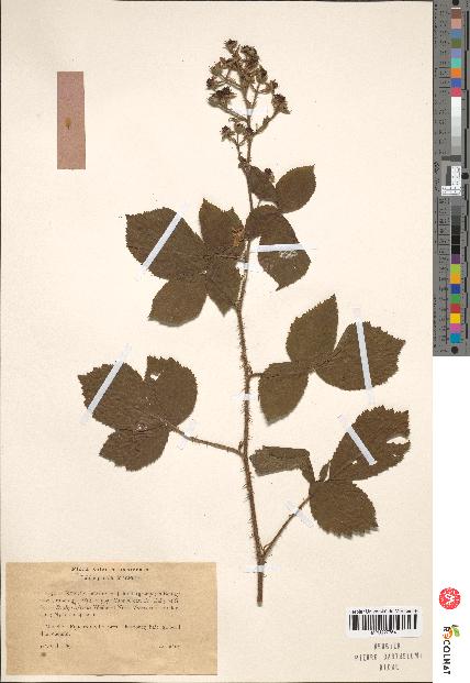 spécimen de Rubus subcanus