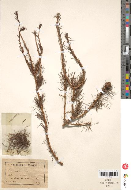 spécimen de Larix europaea