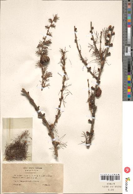 spécimen de Larix europaea