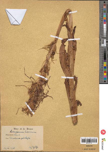 spécimen de Loroglossum hircinum