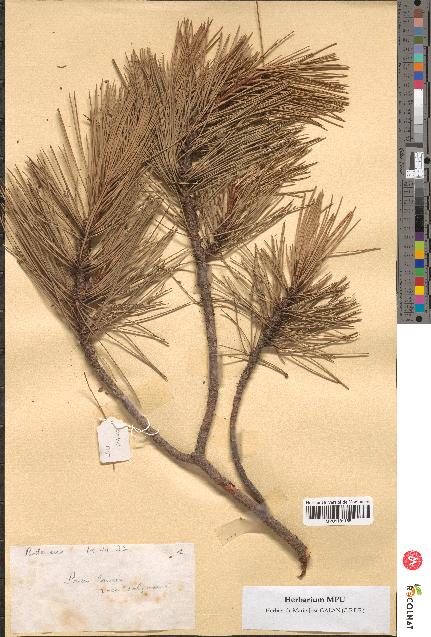 spécimen de Pinus laricio