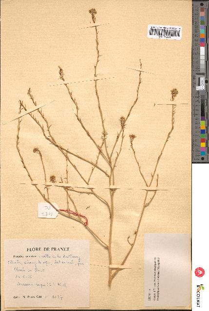 spécimen de Brassica nigra