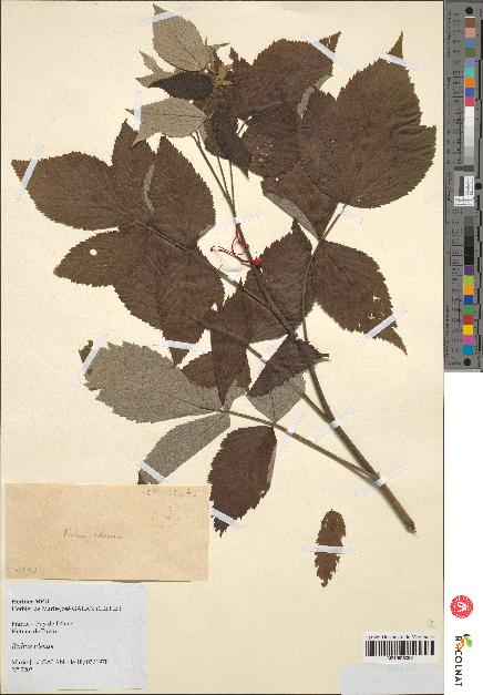 spécimen de Rubus idaeus