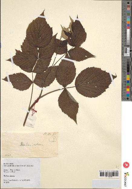 spécimen de Rubus idaeus