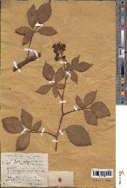 spécimen de Rubus procerus