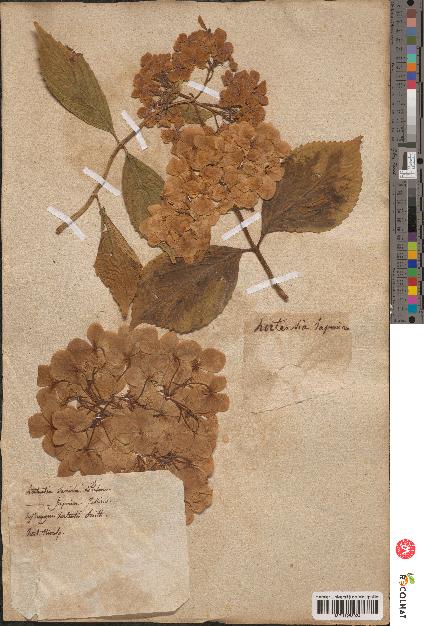 spécimen de Hydrangea hortensis